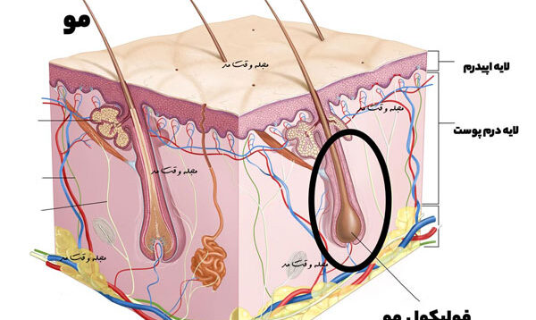 فولیکول مو چیست؟ کاربرد، ویژگی، روش های نگهداری و درمان فولیکول مو(hair follicle)